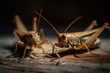 Macro Shot of Crickets