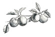 Apples ink drawing