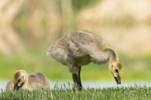 Two Goslings Eating Grass.