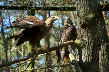 Wall Mural - white-tailed eagles perched on a branch in a voltaret for sick birds on the island of Wolin