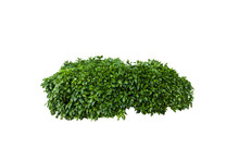Isolated Image Of Green Bush On Png File At Transparent Background.
