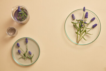 Wall Mural - Lavender flowers with purple liquid are contained in two beakers and two petri dishes in different sizes. Blank space for beauty product advertising of Lavender (Lavandula) extract