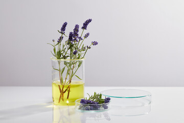 Wall Mural - Many fresh lavender flowers arranged inside a beaker with essential oil. A petri dish of purple flowers. Round podium to display cosmetic product extracted from Lavender (Lavandula)