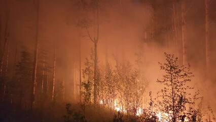 Wall Mural - Blazing flames and grey smoke cloud coming up from a wildfire burning trees in a forest, in Alberta, Canada, at night