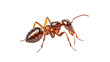 side view of ant walking isolated on transparent background cutout , generative ai