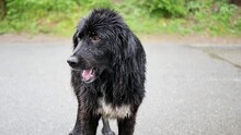 A Large Black Dog With A White Chest Is Wet From The Rain Outdoors And Sits On The Road. A Large Fluffy Wet Dog Opens Its Mouth And Shows Its Tongue While Sitting Outdoors On A Rainy Day