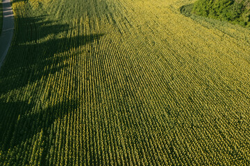 Aerial shot of blooming ripe sunflower field in summertime before sunset from drone pov