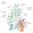 © Keiko Takamatsu - レンガ壁を背景にしたオシャレな鉢植え植物の水彩イラスト。オージープランツのクリップアート。