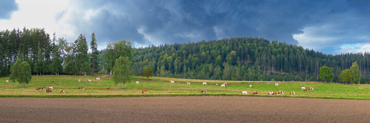 Wall Mural - cows grazing in the meadow against the backdrop of the forest