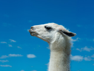 white lama portrait on blue sky