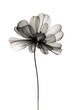 © Наталья Зюбр - Abstract illustration of a black flower in x-ray style on white background. Minimalistic monochrome botanical design.
