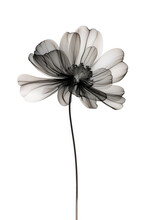 Abstract Illustration Of A Black Flower In X-ray Style On White Background. Minimalistic Monochrome Botanical Design.
