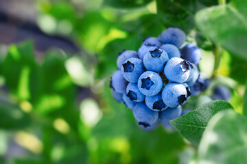 Poster - Blueberries ripening on a tree branch. Blue fruit on a healthy green plant in the morning.