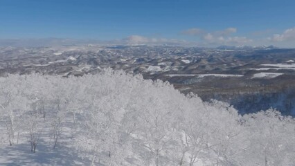 Wall Mural - aerial view of snow covered trees in winter valley landscape, hokkaido, japan