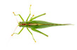 Orthoptera-Tettigoniidae, bush cricket, 