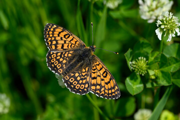 Poster - Glanville fritillary // Wegerich-Scheckenfalter (Melitaea cinxia) - Pinios Delta, Greece