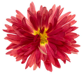 Wall Mural - red chrysanthemum flower isolated on white background.