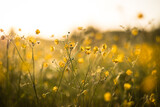 Wild yellow buttercups in a summer meadow. Wild flower blooming in the sunlight with soft background