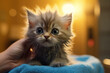 Close-up of a hand caressing a cute fluffy kitten after bathing. Funny pet grooming