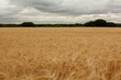 Dry yellow wheat field with trees in background in cloudy day