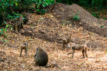 Poster - Group of olive baboons (Papio anubis), also called the Anubis baboons, in Lake Manyara National Park in Tanzania