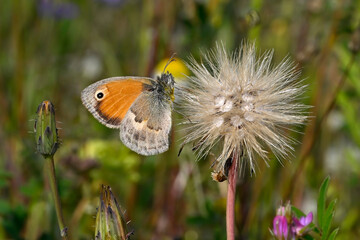 Poster - Small heath // Kleines Wiesenvögelchen (Coenonympha pamphilus) 