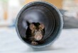 Close-up of an adorable rat peeking out from inside of a tube curiously searching for something