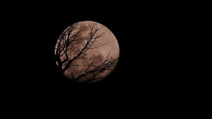 Wall Mural - Closeup video of trees in a shadow with a full moon in the background