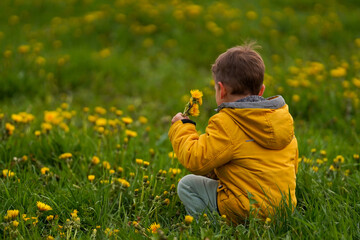 Wall Mural - A child sits in a field and collects dandelions, rear view.