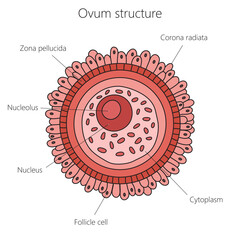 Wall Mural - Egg cell structure diagram schematic vector illustration. Medical science educational illustration