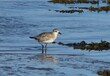 Grey plover wading in the water