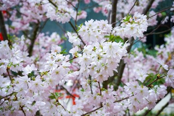 Poster - Vibrant and abundant display of pink cherry blossoms with foliage stretching across the branches