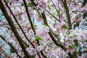 Sticker - Vibrant and abundant display of pink cherry blossoms with foliage stretching across the branches