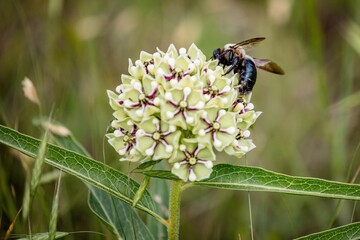 Sticker - Close-up image of a bee pollinating a flowering plant