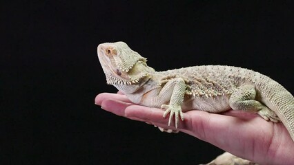 Canvas Print - Close-up view of a Central bearded dragon on a hand