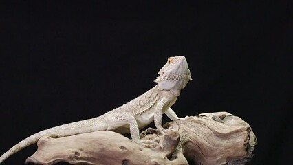 Canvas Print - Close-up view of a Central bearded dragon on a wooden piece