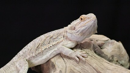 Sticker - Close-up view of a Central bearded dragon on a wooden piece