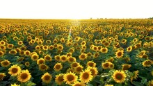 Sunflower Flower Yellow Blossom Free Stock Photo - Public Domain Pictures
