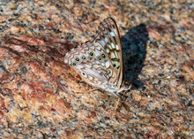 Hackberry Emperor Butterfly On Granite