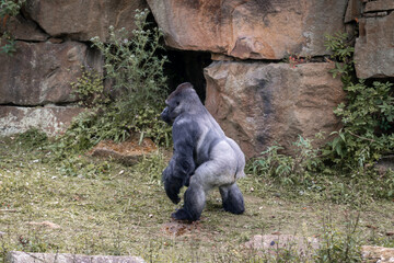 Wall Mural - gorilla in captivity 