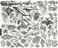 Vector Sea Animals Illustration Set.