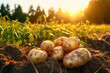 Vibrant Potatoes Straight from the Field. Generative AI