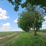 Fototapeta Tęcza - A tree in a field