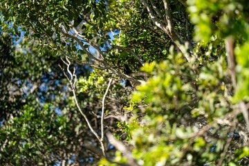 bird in Trees and shrubs in the Australian bush forest. Gumtrees and native plants growing in Australia