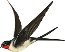 Swallow Isolated On Transparent Background, Old-style Illustration With Grain