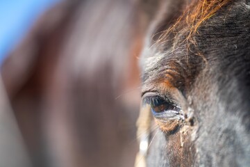 Wall Mural - close up of a horse eye and eye lashes in a field