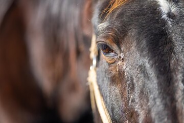 Wall Mural - close up of a horse eye and eye lashes in a field