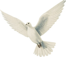 Dove Isolated On Transparent Background, Old-style Illustration With Grain