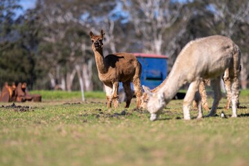 Wall Mural - herd of alpaca, alpacas grazing in a field. white llama in a meadow in australia