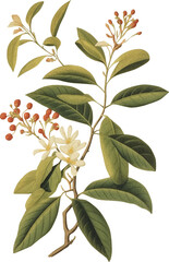 Tree branch with blossoms isolated on transparent background, old botanical illustration